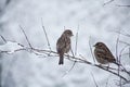 Cute sparrows in snow in winter