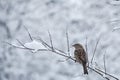 Cute sparrows in snow in winter