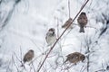 Cute sparrows in snow in winter