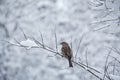 Cute sparrows in snow in winter