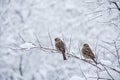 Cute sparrows in snow in winter