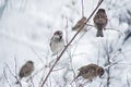 Cute sparrows in snow in winter