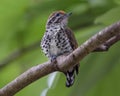 Cute Speckled Piculet sitting still on a branch