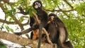 Cute spectacled leaf langur, dusky monkey on tree branch amidst green leaves in Ang Thong national park in natural habitat.