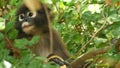 Cute spectacled leaf langur, dusky monkey on tree branch amidst green leaves in Ang Thong national park in natural habitat.