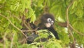 Cute spectacled leaf langur, dusky monkey on tree branch amidst green leaves in Ang Thong national park in natural habitat.