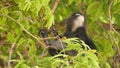 Cute spectacled leaf langur, dusky monkey on tree branch amidst green leaves in Ang Thong national park in natural habitat.