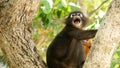 Cute spectacled leaf langur, dusky monkey on tree branch amidst green leaves in Ang Thong national park in natural habitat.