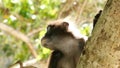 Cute spectacled leaf langur, dusky monkey on tree branch amidst green leaves in Ang Thong national park in natural habitat.