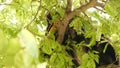 Cute spectacled leaf langur, dusky monkey on tree branch amidst green leaves in Ang Thong national park in natural habitat.