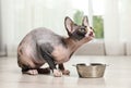 Cute sphynx cat and bowl of dry food on floor indoors Royalty Free Stock Photo