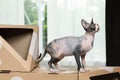 Cute sphynx cat on cardboard house in room