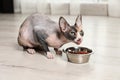 Cute sphynx cat eating dry food on floor indoors Royalty Free Stock Photo