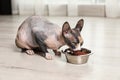 Cute sphynx cat eating dry food on floor indoors Royalty Free Stock Photo
