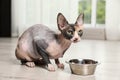 Cute sphynx cat eating dry food on floor indoors Royalty Free Stock Photo