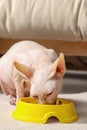 Cute Sphynx cat eating pet food from feeding bowl at home Royalty Free Stock Photo