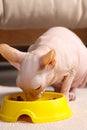 Cute Sphynx cat eating pet food from feeding bowl at home Royalty Free Stock Photo