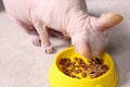 Cute Sphynx cat eating pet food from feeding bowl at home, closeup Royalty Free Stock Photo