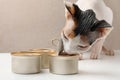 Cute Sphynx cat eating wet food from can on white table, closeup Royalty Free Stock Photo