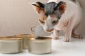Cute Sphynx cat eating wet food from can on white table, closeup Royalty Free Stock Photo