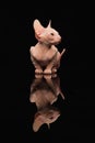Cute sphynx cat, kitty posing isolated over black studio background Royalty Free Stock Photo