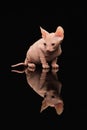 Cute sphynx cat, kitty posing isolated over black studio background Royalty Free Stock Photo