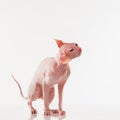 Cute sphynx cat, kitty posing isolated over white studio background in neon Royalty Free Stock Photo