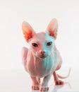 Cute sphynx cat, kitty posing isolated over white studio background in neon light Royalty Free Stock Photo