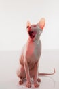 Cute sphynx cat, kitty posing isolated over white studio background in neon light Royalty Free Stock Photo