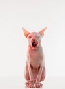 Cute sphynx cat, kitty posing isolated over white studio background in neon light Royalty Free Stock Photo