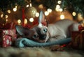 Cute sphynx cat lying under a Christmas tree near gift boxes Royalty Free Stock Photo