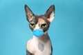 Cute sphynx cat in medical mask on background. Virus protection for animal