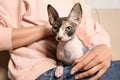 Cute sphynx cat with owner indoors. Friendly pet