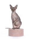 Cute Sphynx cat with pink accesoires on white