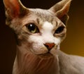 Cute Sphynx on yellow background