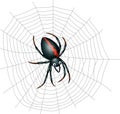 Cute spider cartoon