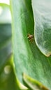 Cute Spider hide in the leaf