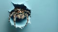 cute spider peeking through a hole Royalty Free Stock Photo