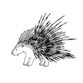 Cute spiky porcupine, rodent mammal animal, for decorations, ornaments, logo, emblem.