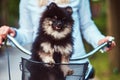 Cute Spitz dog in the bicycle basket on a ride.