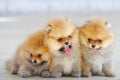 Cute spitz dogs puppies