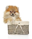 Cute Spitz puppy looking at the camera in basket