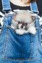 Cute spitz puppy sit in the pocket of a denim jumpsuit