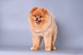 Cute Spitz is sitting on the table and looking down. Happy dog at the groomer