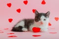 Cute Spotted black white kitten Holds in paw hug plush red heart as symbol of love, present gift Valentine's Day Royalty Free Stock Photo