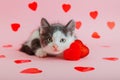 Cute spotted black white kitten Holds in paw hug red heart as symbol of love gift Valentine's Day Isolated on pink color Royalty Free Stock Photo