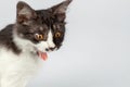 Cute spotted black and white young cat widely opens his mouth with a mad expression, meowing. Showing pink tongue, big yellow eyes Royalty Free Stock Photo