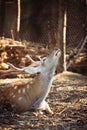 Cute spotted deer at the zoo during warm sunset. Royalty Free Stock Photo