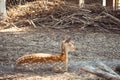 Cute spotted deer at the zoo during warm sunset. Royalty Free Stock Photo