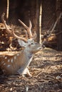 Cute spotted deer at the zoo during warm sunset Royalty Free Stock Photo